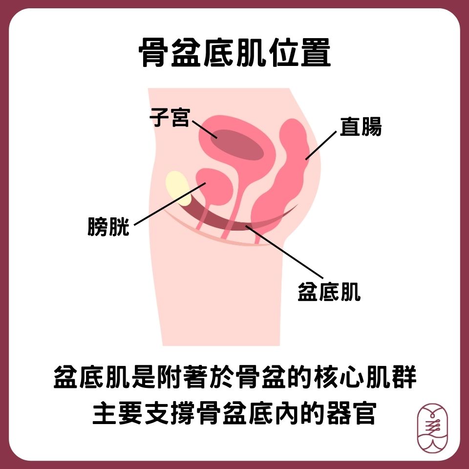 骨盆底肌位置